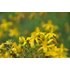 Photo of St. John’s wort flowers.