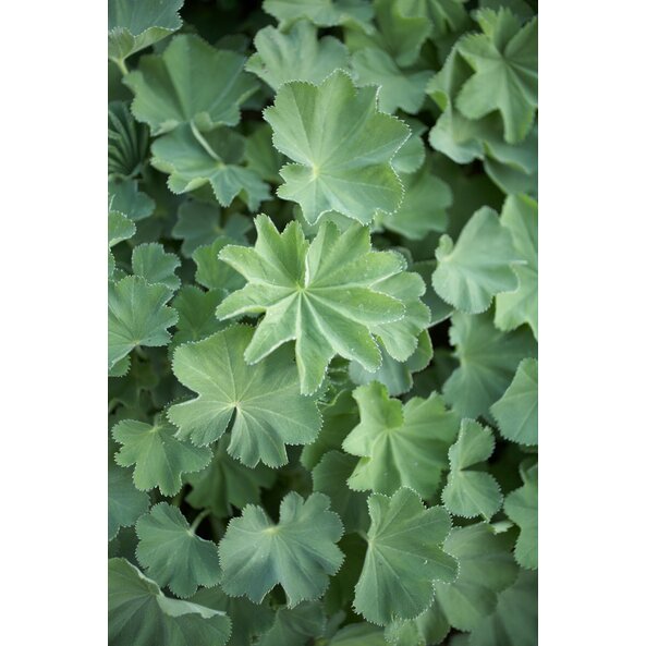 Frauenmantel_Pflanze 3_Wasserbauer.jpg